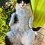 cat, black_and_white, fluffy, pet, animal, person, yellow_shirt, outdoor, grass, bicycle, pavement, holding, relaxed, fur, legs, paws, sunlight, daylight, portrait, casual