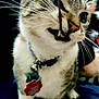 Luna is registered to the contest to win money with this photo: cat, pet, playful, string, whiskers, collar, closeup, indoor, feline, animal, cute, curious, teeth, fur, tabby, domestic, muzzle, paw, sitting, toy