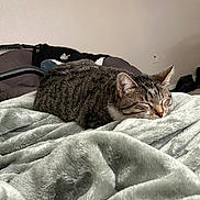 Luna is registered to the contest to win money with this photo: cat, tabby, sleeping, blanket, cozy, indoor, furry, pet, relaxed, resting, comfortable, animal, soft, fur, cute, domestic, sleep, quiet, peaceful, home