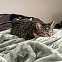 cat, tabby, sleeping, blanket, cozy, indoor, furry, pet, relaxed, resting, comfortable, animal, soft, fur, cute, domestic, sleep, quiet, peaceful, home