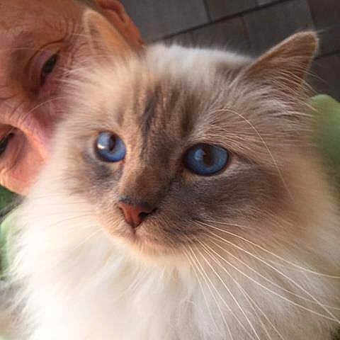 Beemer joined the competition — help win amazing prizes! asian_semi_longhair, balinese, birman, british_semi_longhair, carnivore, cat, domestic_long_haired_cat, eye, fawn, felidae, himalayan, iris, kitten, mammal, ragamuffin, ragdoll, siberian, small_to_medium_sized_cats, vertebrate, whiskers