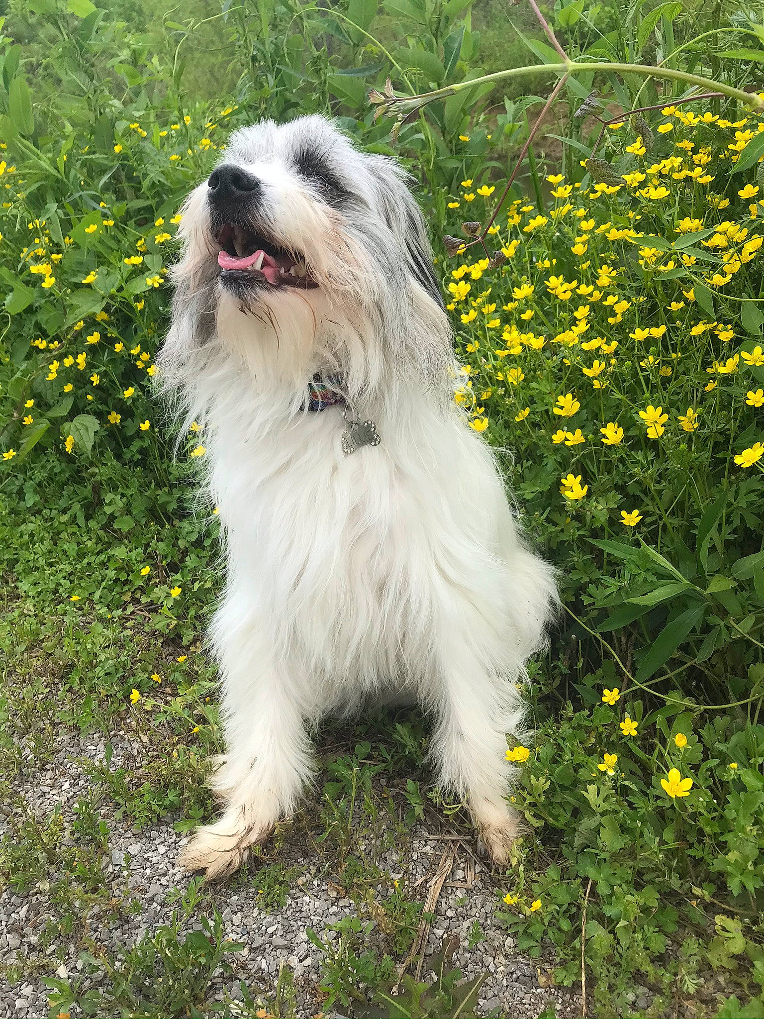 Tiger Lillie joined the competition — help win amazing prizes! canidae, carnivore, companion_dog, dog, dog_breed, flower, fur, grass, green, groundcover, liver, mal_shi, plant, shih_tzu, snout, sporting_group, terrestrial_animal, toy_dog, water_dog, working_animal