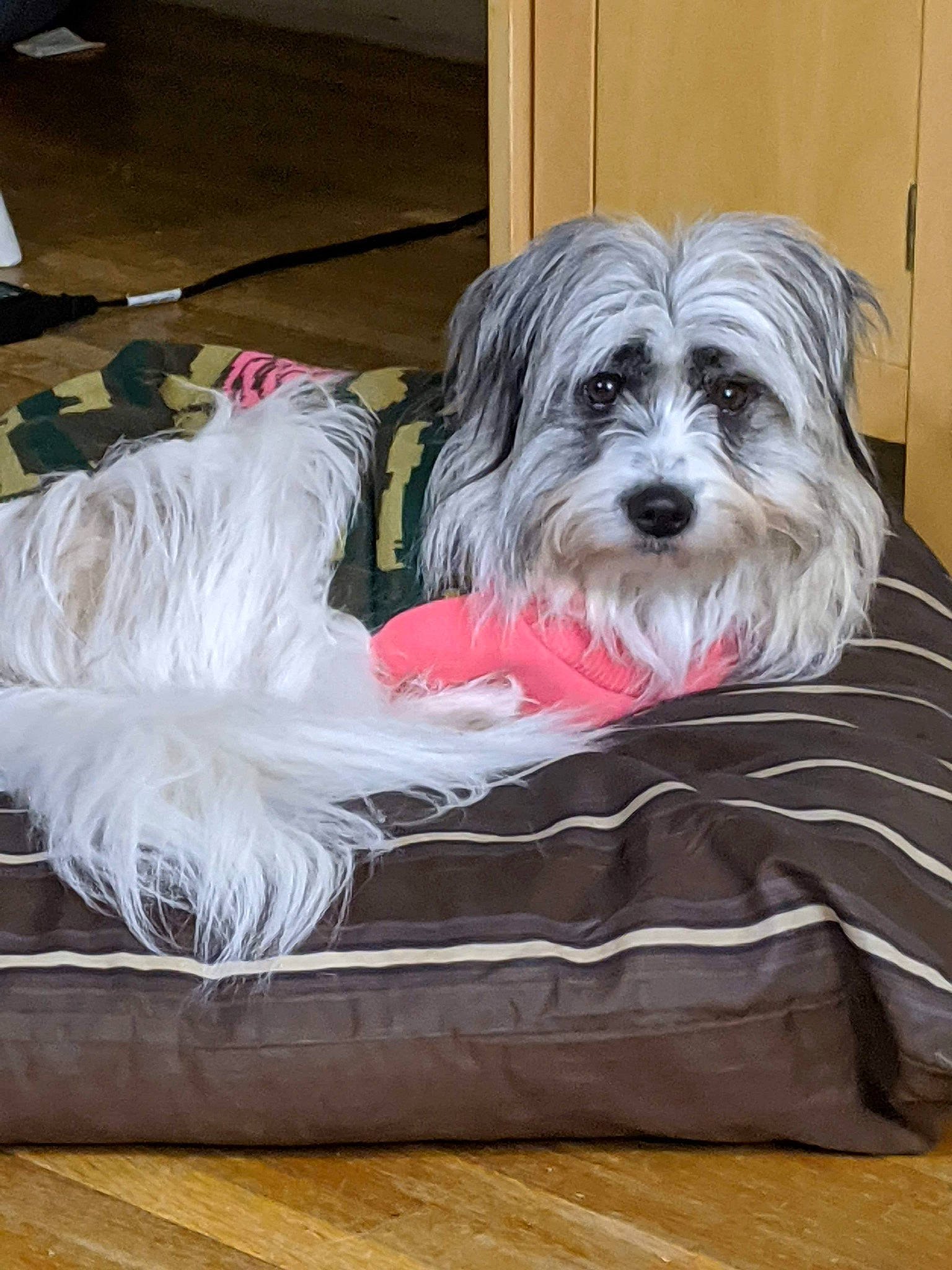 Tiger Lillie joined the competition — help win amazing prizes! biewer_terrier, canidae, carnivore, comfort, companion_dog, dog, dog_breed, dog_supply, flooring, fur, hardwood, liver, maltepoo, pet_supply, small_terrier, snout, sporting_group, terrier, toy_dog, working_animal