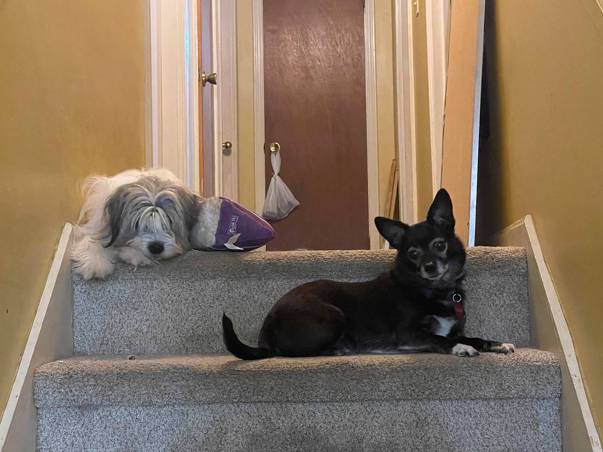 Tiger Lillie is registered to the contest to win money with this photo: black_cat, canidae, carnivore, comfort, companion_dog, curtain, dog, dog_breed, dog_supply, door, fawn, felidae, floor, flooring, grey, small_to_medium_sized_cats, snout, sporting_group, tail, window