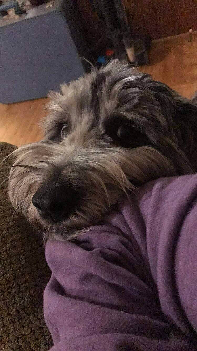 Storm joined the competition — help win amazing prizes! canidae, carnivore, cloud, comfort, companion_dog, dog, dog_breed, fur, nap, puppy, schnauzer, sitting, small_terrier, snout, sporting_group, terrier, toy_dog, water_dog, working_animal