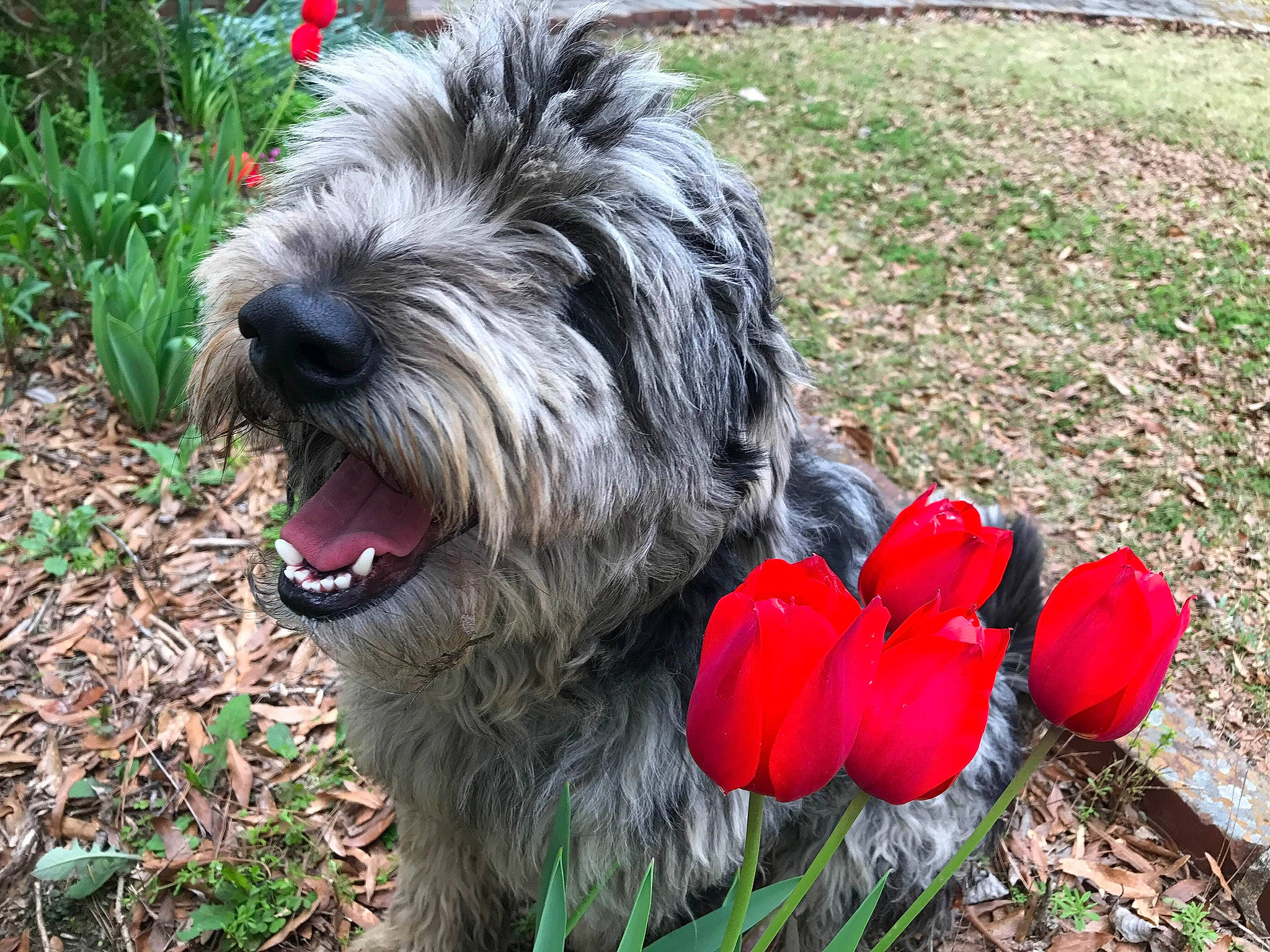 Storm joined the competition — help win amazing prizes! canidae, carnivore, companion_dog, coquelicot, dog, dog_breed, flower, grass, groundcover, petal, plant, small_terrier, snout, soil, sporting_group, terrier, toy_dog, water_dog, working_animal, working_dog