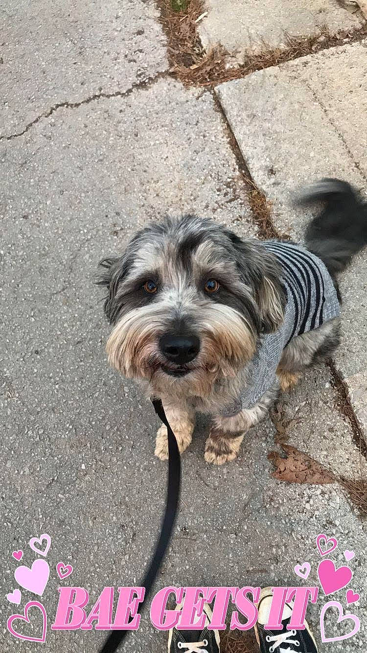 Storm is registered to the contest to win money with this photo: asphalt, biewer_terrier, canidae, carnivore, companion_dog, dog, dog_breed, font, fur, photo_caption, poodle_crossbreed, road_surface, sapsali, small_terrier, snout, soil, sporting_group, terrier, toy_dog, working_animal