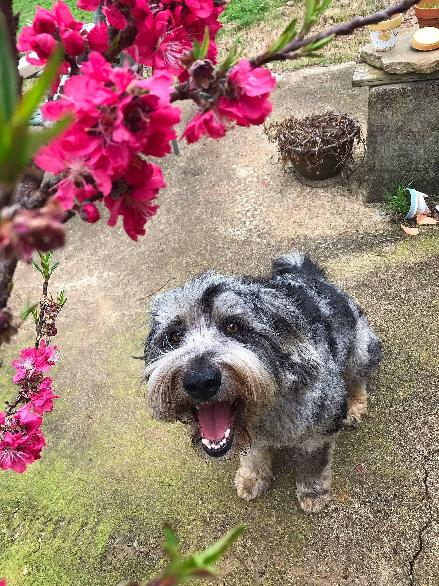 Storm is registered to the contest to win money with this photo: annual_plant, botany, carnivore, companion_dog, dog, dog_breed, flower, flowering_plant, grass, groundcover, nature, petal, plant, shrub, small_terrier, sporting_group, terrier, toy_dog, water_dog, working_animal