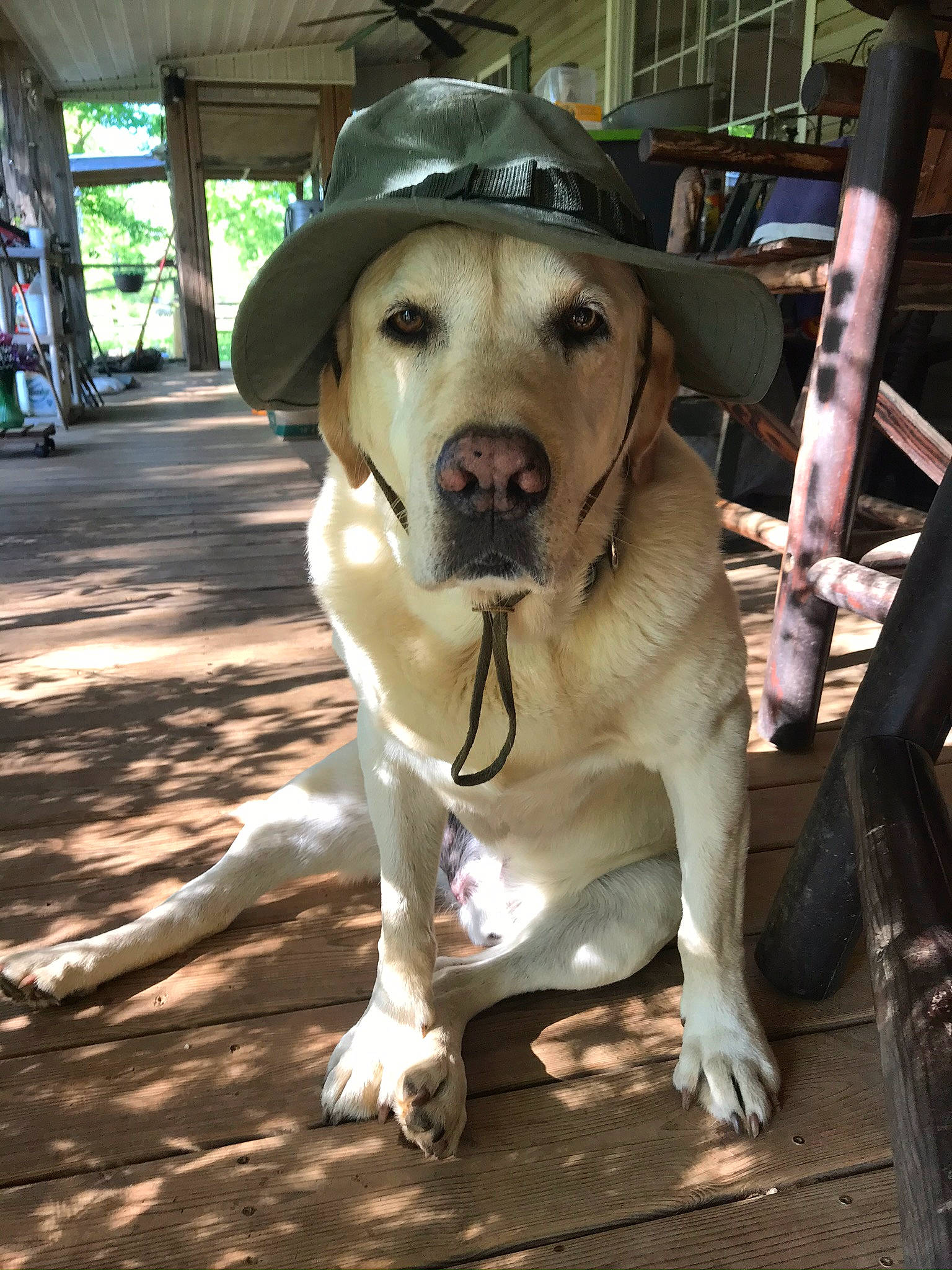 Hoss is registered to the contest to win money with this photo: canidae, carnivore, collar, companion_dog, cowboy_hat, dog, dog_breed, dog_collar, fashion_accessory, fawn, fedora, fur, guard_dog, hat, leash, smile, sporting_group, sun_hat, working_animal, working_dog