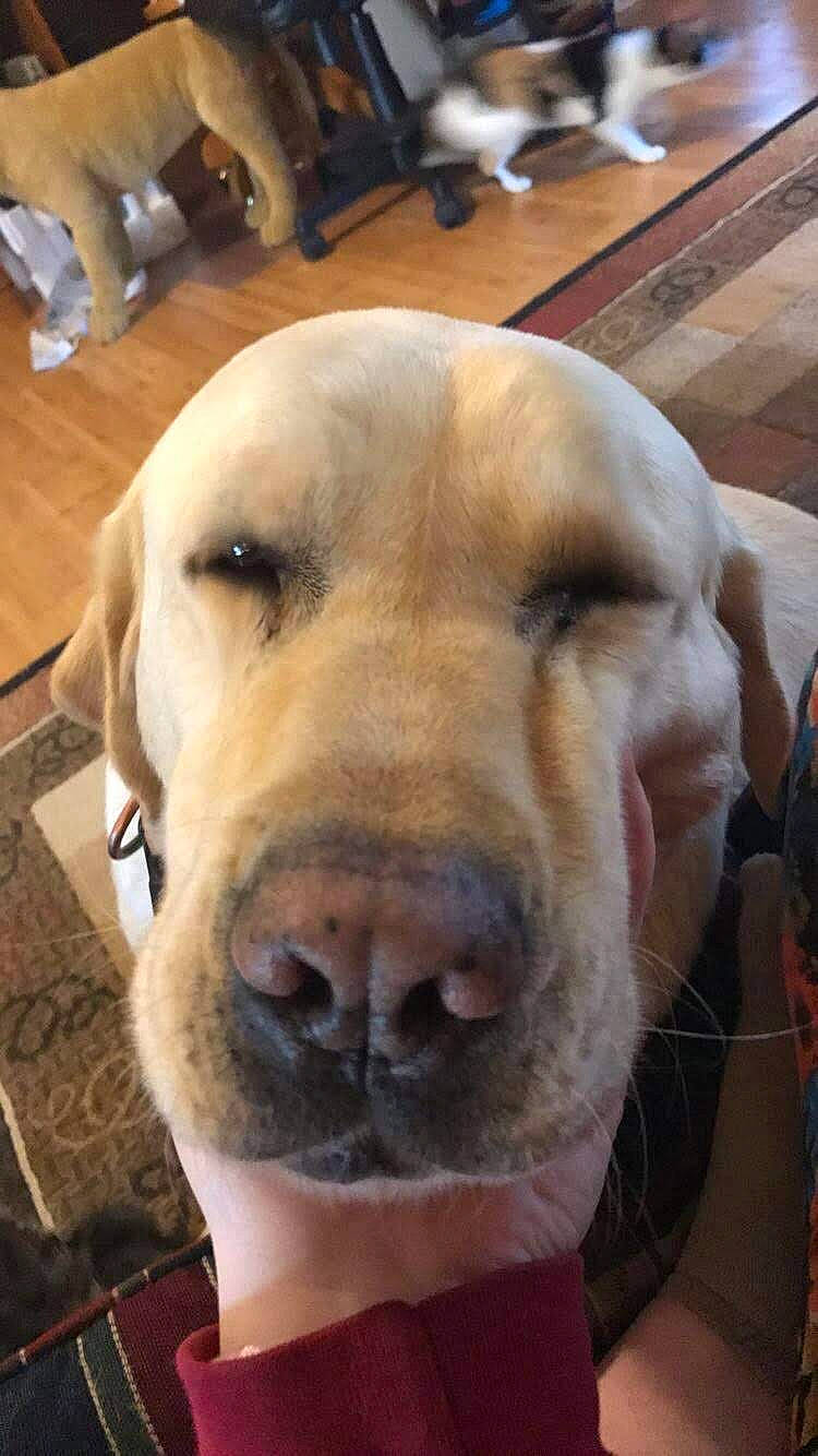 Hoss is registered to the contest to win money with this photo: companion_dog, dog, dog_breed, flooring, fur, hardwood, jaw, natural_material, pet_supply, retriever, selfie, terrestrial_animal, whiskers, wood, wood_flooring, working_animal, wrinkle