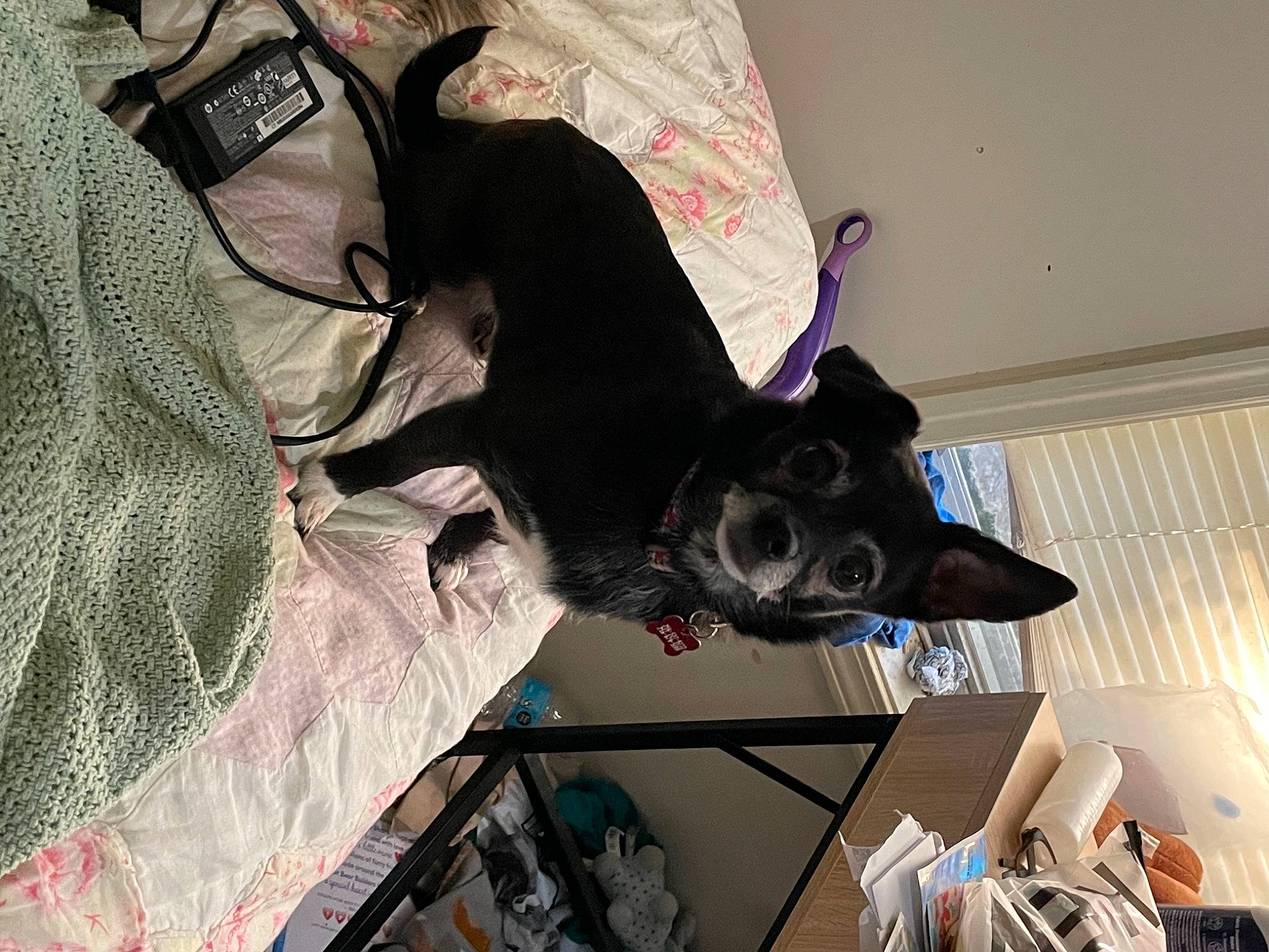 Clover joined the competition — help win amazing prizes! canidae, carnivore, collar, companion_dog, dog, dog_breed, dog_supply, felidae, fur, grey, non_sporting_group, sleeve, snout, sporting_group, toy_dog, working_animal