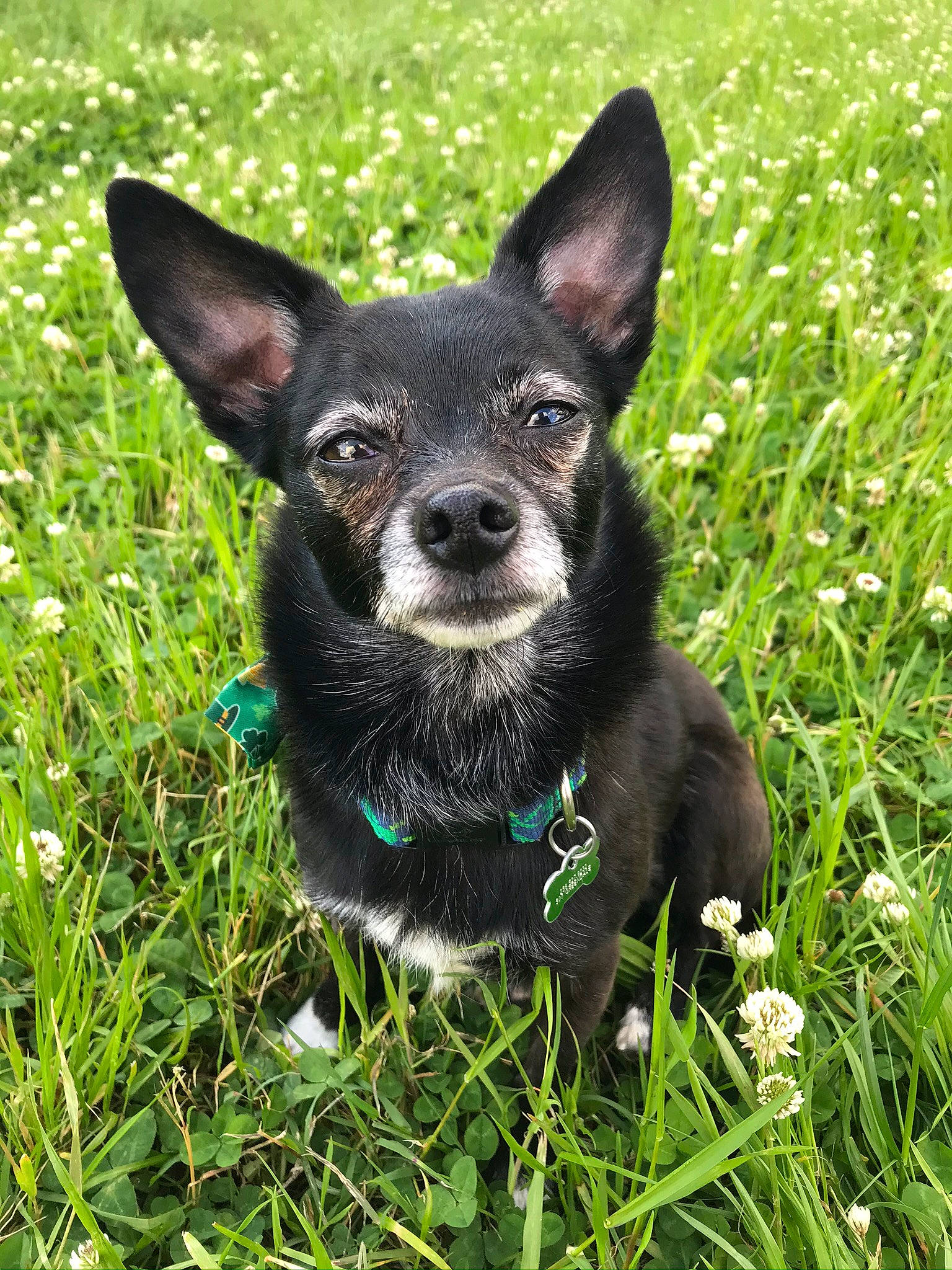 Clover is registered to the contest to win money with this photo: bicycle, canidae, carnivore, chihuahua, collar, companion_dog, dog, dog_breed, dog_collar, electric_blue, fawn, grass, groundcover, plant, snout, sporting_group, terrestrial_animal, toy_dog, whiskers, working_animal