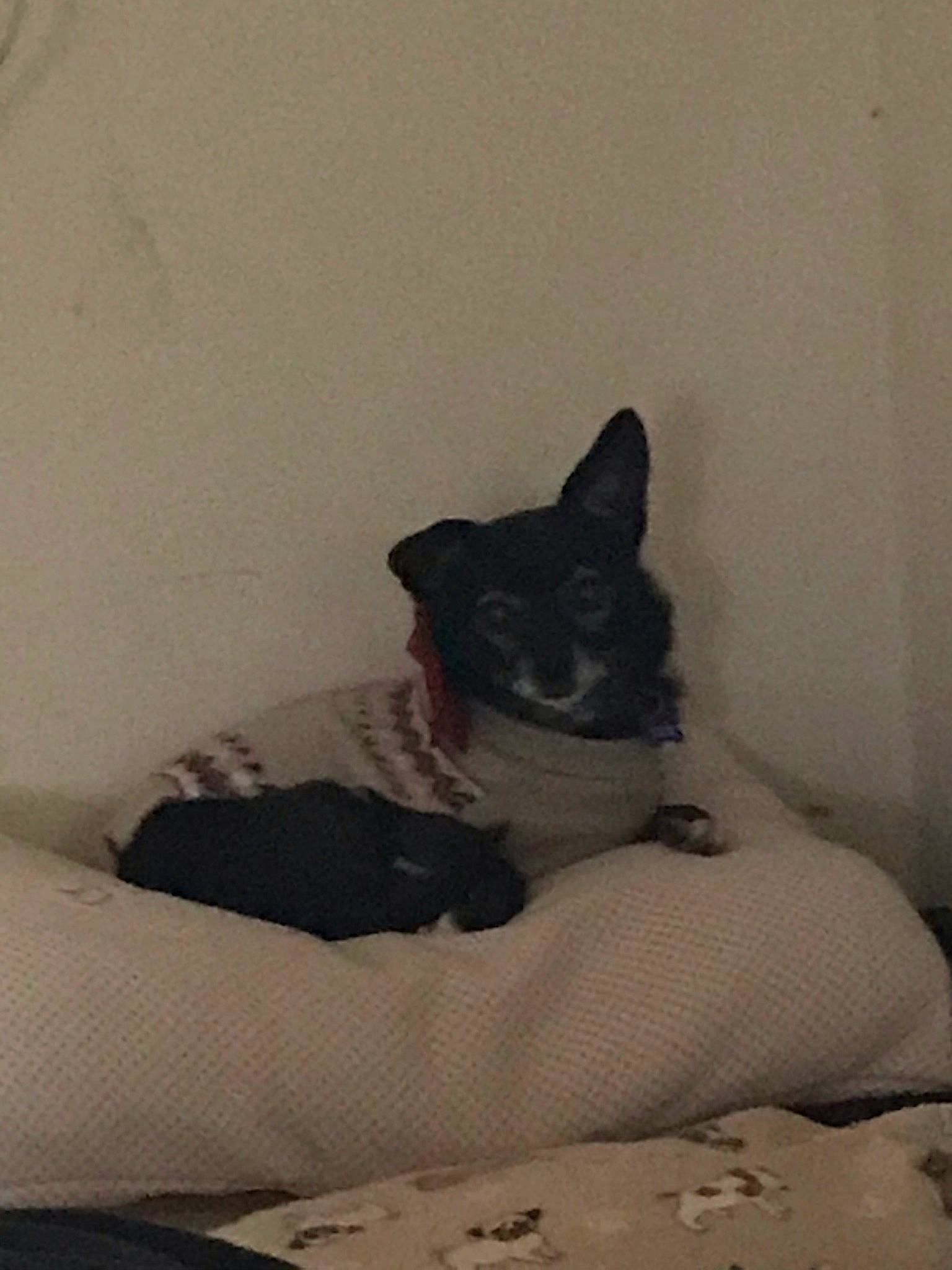 Clover is registered to the contest to win money with this photo: bed, black_cat, canidae, carnivore, comfort, companion_dog, dog, dog_breed, domestic_short_haired_cat, fawn, felidae, fur, grey, paw, room, small_to_medium_sized_cats, snout, sporting_group, tail, whiskers