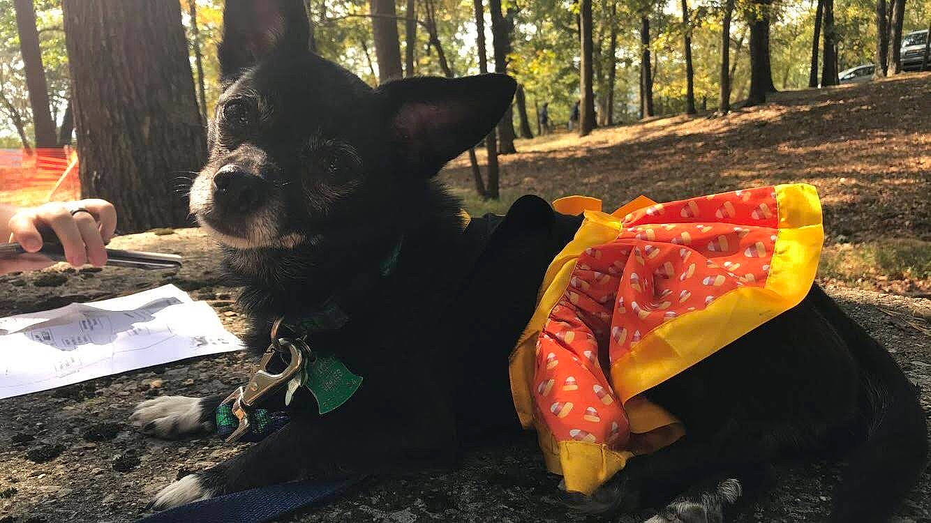 Clover is registered to the contest to win money with this photo: carmine, carnivore, companion_dog, dog, dog_breed, fawn, felidae, fire, fur, grass, plant, snout, sporting_group, tail, terrestrial_animal, tints_and_shades, toy_dog, tree, whiskers, working_animal