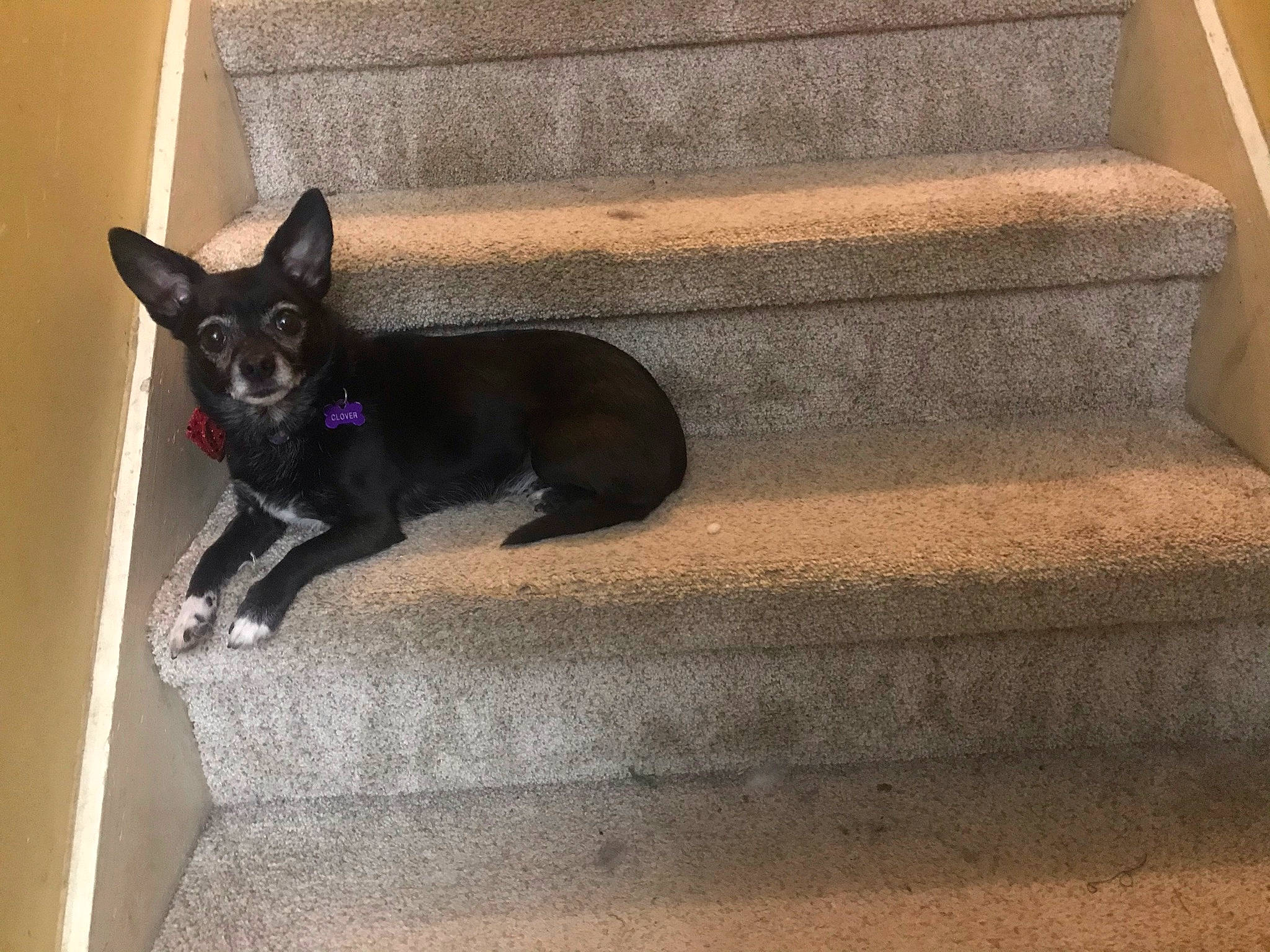 Clover is registered to the contest to win money with this photo: carnivore, cat, companion_dog, dog_breed, door, felidae, floor, flooring, fur, grey, hardwood, pet_supply, room, small_to_medium_sized_cats, snout, stairs, tail, toy_dog, whiskers, wood