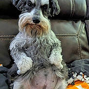 Bella is registered to the contest to win money with this photo: dog, schnauzer, pet, animal, sitting, couch, leather, blanket, fur, beard, eyebrows, front_paws, indoors, cute, cozy, looking_at_camera, brown, gray, orange, relaxed