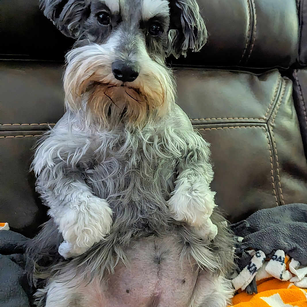 Bella is registered to the contest to win money with this photo: animal, beard, blanket, brown, couch, cozy, cute, dog, eyebrows, front_paws, fur, gray, indoors, leather, looking_at_camera, orange, pet, relaxed, schnauzer, sitting