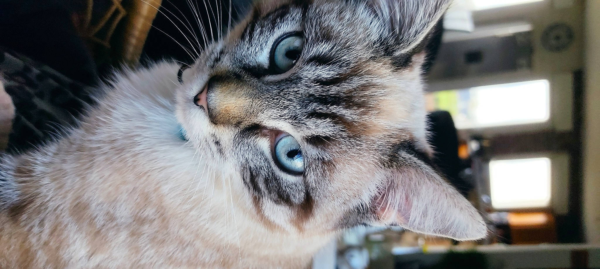 Snoopy participe au concours pour gagner de l'argent avec cette photo : carnivore, cat, claw, close_up, curious, domestic_short_haired_cat, ear, eyelash, felidae, fur, hair, iris, macro_photography, nose, paw, small_to_medium_sized_cats, snout, terrestrial_animal, whiskers, wildlife