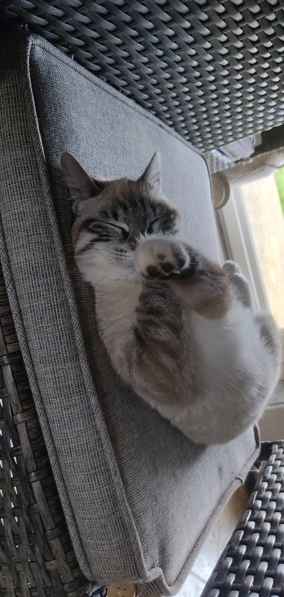 Snoopy a rejoint le concours — aidez-le/la à gagner de superbes lots ! animal_shelter, carnivore, cat, cat_supply, computer_keyboard, domestic_short_haired_cat, felidae, fur, grey, input_device, mesh, office_equipment, paw, peripheral, small_to_medium_sized_cats, space_bar, tail, whiskers, window, wood