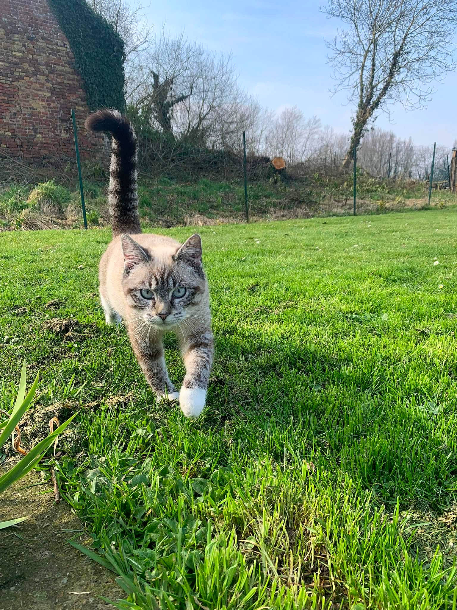 Snoopy a rejoint le concours — aidez-le/la à gagner de superbes lots ! carnivore, cat, fawn, felidae, grass, grass_family, grassland, groundcover, lawn, meadow, natural_landscape, pasture, plant, sky, small_to_medium_sized_cats, snout, tail, terrestrial_animal, tree, whiskers
