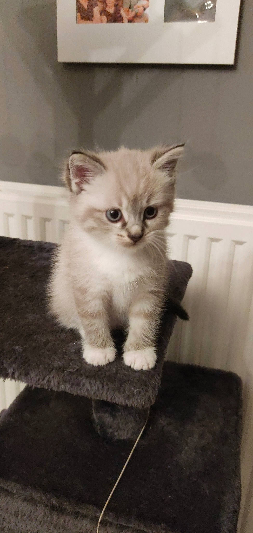 Snoopy participe au concours pour gagner de l'argent avec cette photo : birman, british_longhair, carnivore, cat, claw, domestic_short_haired_cat, fawn, felidae, flooring, fur, paw, sitting, small_to_medium_sized_cats, snout, tail, whiskers