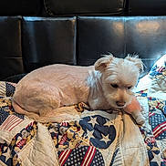 Naruto joined the competition — help win amazing prizes! dog, small_dog, light_fur, quilt, patterned_quilt, stars, stripes, patriotic, toy, stuffed_toy, couch, black_couch, indoor, pet, resting, lying_down, cozy, fur, animal, companion