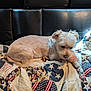 dog, small_dog, light_fur, quilt, patterned_quilt, stars, stripes, patriotic, toy, stuffed_toy, couch, black_couch, indoor, pet, resting, lying_down, cozy, fur, animal, companion