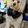 Naruto is registered to the contest to win money with this photo: dog, headphones, bed, plaid, blanket, indoor, pet, white_dog, fur, technology, television, screen, gaming, electronics, cute, animal, portrait, sitting, looking_at_camera, cozy