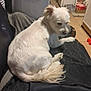 Naruto is registered to the contest to win money with this photo: dog, white_dog, pet, indoor, couch, blanket, fur, tail, floor, tile, household, relaxed, canine, animal, fur_texture, domestic, companion, resting, side_view, cozy
