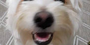 Naruto is registered to the contest to win money with this photo: dog, white_dog, fluffy, pet, indoor, carpet, happy, smiling, animal, cute, closeup, fur, mouth_open, black_nose, looking_up, domestic_animal, friendly, companion, floor, small_dog
