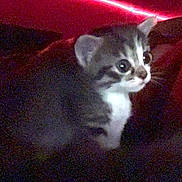 Chica is registered to the contest to win money with this photo: kitten, cat, tabby, pet, animal, whiskers, wide_eyes, fur, indoor, low_light, grainy, red_light, bedding, blanket, cozy, peek, portrait, small_animal, cute, curious