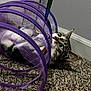 cat, tabby_cat, pet, indoor, purple_tunnel, toy, carpet, whiskers, green_eyes, playful, closeup, mesh, fur, paws, ear, looking_up, curiosity, wall, door, texture