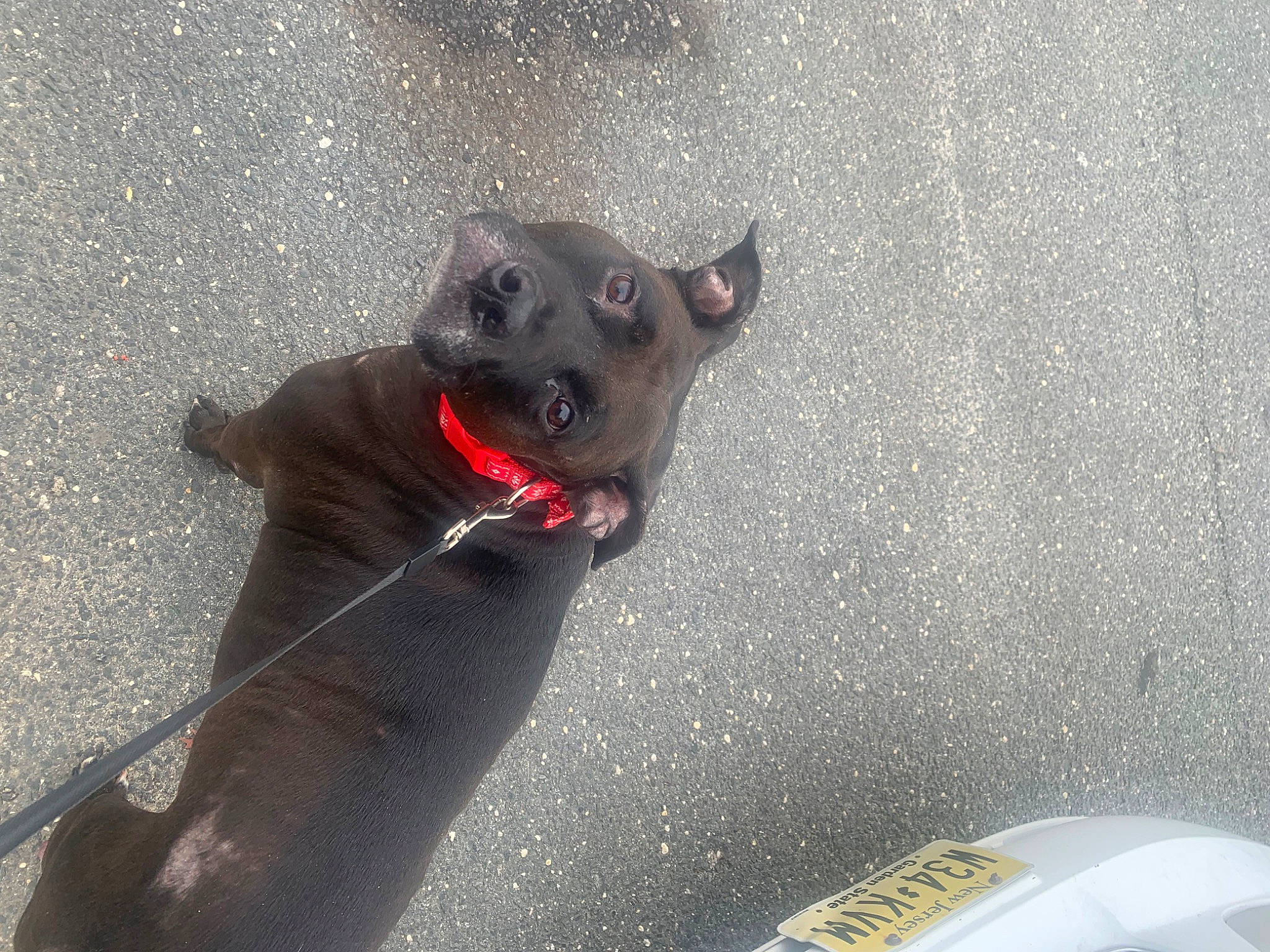 Barney joined the competition — help win amazing prizes! asphalt, canidae, carnivore, collar, companion_dog, dog, dog_breed, dog_collar, fawn, felidae, grey, leash, paw, road_surface, small_to_medium_sized_cats, snout, sporting_group, tail, whiskers, working_animal