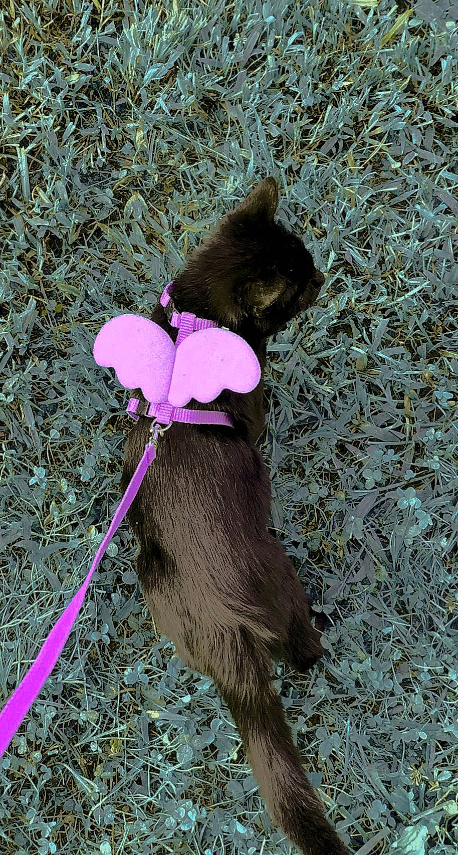 Midnight joined the competition — help win amazing prizes! canidae, carnivore, cat, collar, dog_breed, domestic_short_haired_cat, fashion_accessory, fawn, felidae, fur, grass, leash, liver, magenta, organism, petal, plant, small_to_medium_sized_cats, tail, whiskers