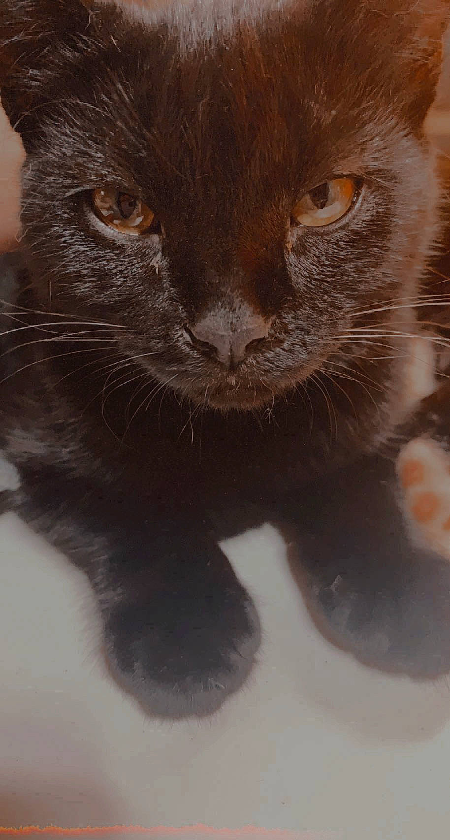 Midnight is registered to the contest to win money with this photo: black_cat, carnivore, cat, claw, domestic_short_haired_cat, felidae, fur, paw, small_to_medium_sized_cats, snout, tail, terrestrial_animal, whiskers