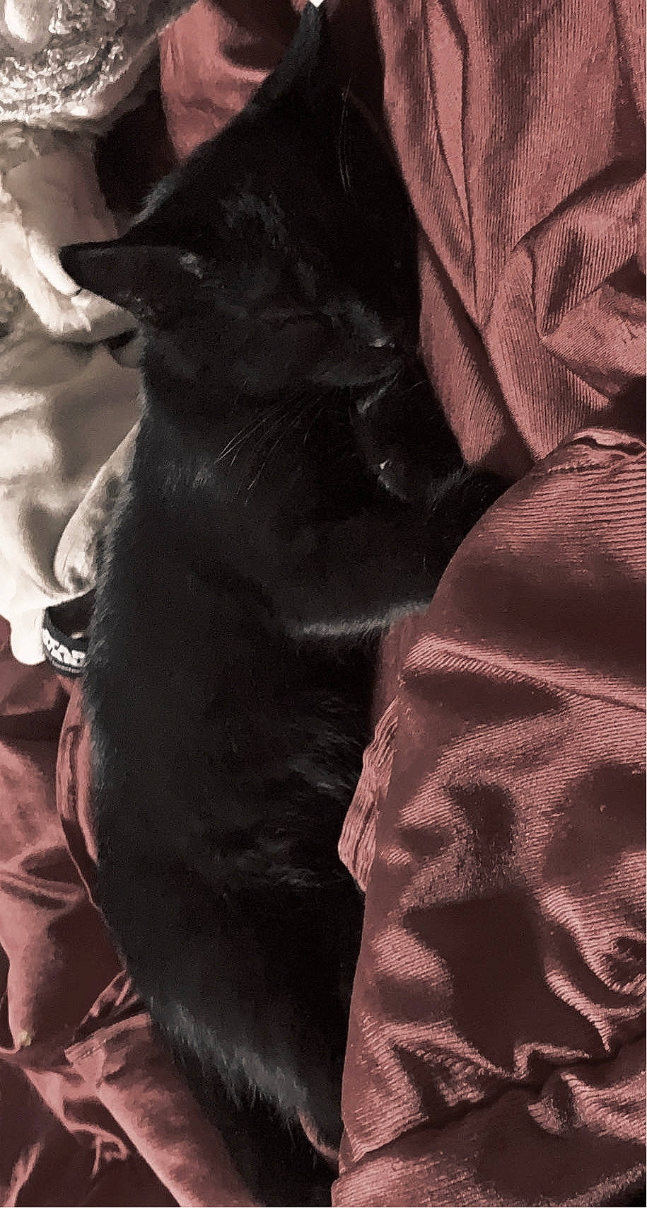 Midnight is registered to the contest to win money with this photo: black_cat, carnivore, cat, comfort, domestic_short_haired_cat, felidae, formal_wear, fur, gesture, grey, human_leg, linens, magenta, sleeve, small_to_medium_sized_cats, snout, tail, tints_and_shades, tree, whiskers