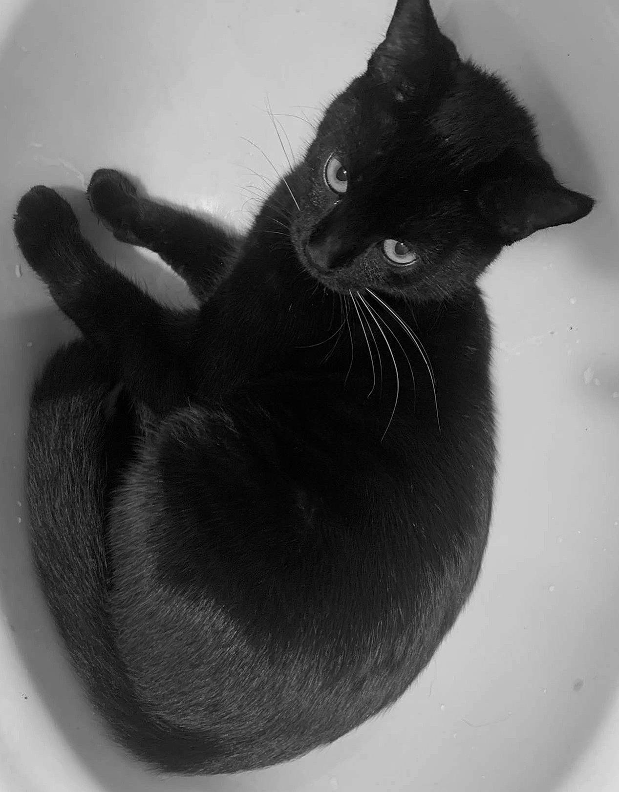 Midnight joined the competition — help win amazing prizes! black, black_and_white, black_cat, bombay, carnivore, cat, cat_supply, comfort, domestic_short_haired_cat, felidae, fur, grey, monochrome, monochrome_photography, small_to_medium_sized_cats, snout, stock_photography, tail, whiskers, window