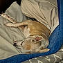 animal, bed, bedding, blanket, canine, comfort, covered, cozy, dog, ears, fur, indoor, pet, relaxed, resting, sleeping, snuggled, soft, tongue, warm