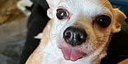 Kellz is registered to the contest to win money with this photo: black_pants, blurred_background, chihuahua, close_up, cozy, cute, dog, furniture, furry, human, indoor, living_room, person_arm, pet, relaxed, resting, small_dog, snuggled, tongue_out, whiskers