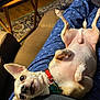 anchor_pattern, animal, blue, brown_couch, carpet, chihuahua, collar, cute, dog, expression, indoor, lap, lying_down, pants, person, pet, relaxed, small_dog, tag, wooden_table