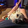 Kellz is registered to the contest to win money with this photo: black_nose, brown, casual, collar, couch, cozy, dog, ears, furniture, indoor, lap, legs, living_room, person, pet, relaxing, resting, small_dog, tag, whiskers
