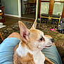 alert, animal, brown_and_white, chihuahua, cozy, dog, ears, furniture, home_decor, indoor, lap, living_room, person, pet, relaxed, resting, rug, shorts, table, wooden_chair