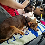 Raphael is registered to the contest to win money with this photo: dog, sleeping, car_interior, towel, center_console, collar, driver, red_clothing, seat, cup_holder, keys, steering_wheel, relaxed, pet, small_dog, brown_dog, resting, indoor, daylight, vehicle