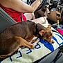 dog, sleeping, car_interior, towel, center_console, collar, driver, red_clothing, seat, cup_holder, keys, steering_wheel, relaxed, pet, small_dog, brown_dog, resting, indoor, daylight, vehicle