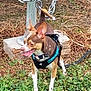 alert, animal, brown_dog, chain, daylight, dog, ears, grass, harness, leaves, metal, nature, outdoor, pet, post, small_dog, standing, tongue, white_paws, wood