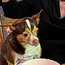 animal, black_clothing, brown_dog, chair, close_up, companion, cup, cute, dog, domestic, indoor, looking, mug, person, pet, seated, small_dog, table, white_marking, wooden_table