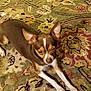 Raphael is registered to the contest to win money with this photo: dog, brown, white, small_dog, chihuahua, carpet, patterned_rug, indoor, pet, collar, tag, stretching, ears, paw, animal, cute, relaxed, fur, floor, domestic