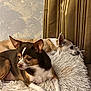 animal, brown_dog, comfort, companion, cozy, curtains, dog, ears, fluffy_rug, fur, home, indoor, laying_down, pet, quiet, relaxed, resting, snout, two_dogs, white_dog