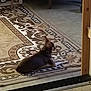 dog, indoor, carpet, pattern, animal, pet, lying_down, floor, home, quiet, brown, relaxing, collar, side_view, furniture_leg, wall, doorway, shadow, resting, domestic