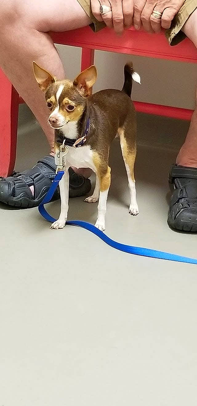 alert, animal, bench, blue_leash, brown_dog, dog, floor, footwear, hands, indoor, leash, legs, person, pet, red_bench, sandals, shorts, small_dog, standing, white_paws